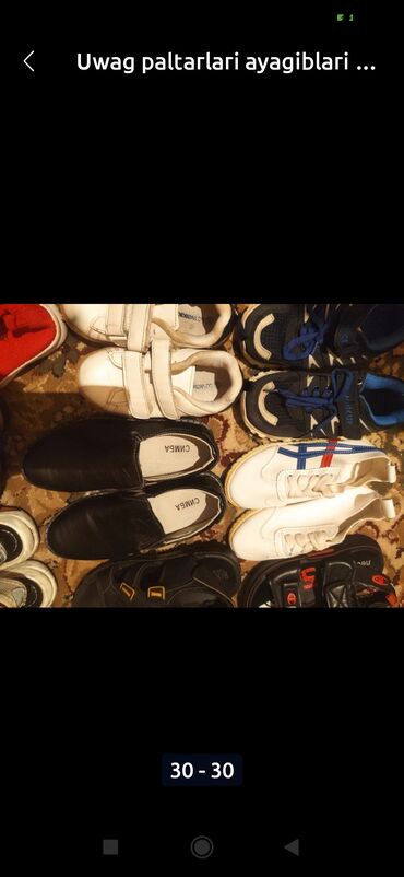 Pişiklər: Amerikan Shorthair, Erkək, Ünvandan götürmə — 6