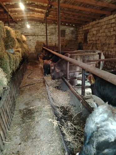 Inəklər, öküzlər: 6 baş dana satilir — 2