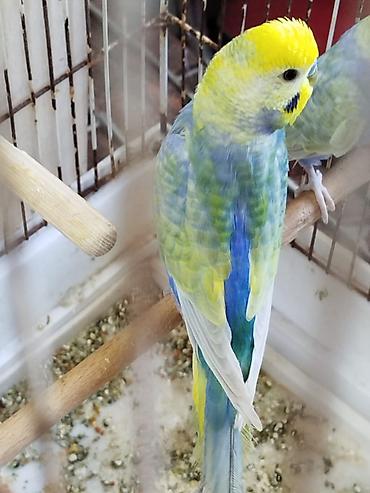 yuva: Hazir cüt rainbow satilir, qefes, aqilli yem qabi, folluqlu yuva — 4