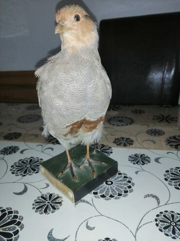 Ptice: Preparirana ptica — 14