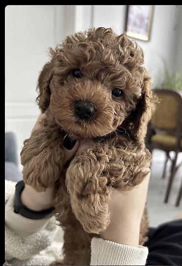 İtlər: Pudel, 1 ay, Ödənişli çatdırılma — 7