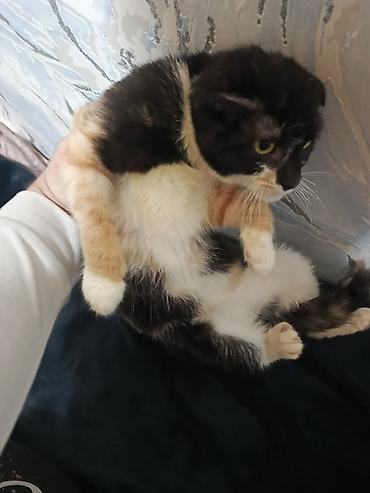 Pişiklər: Şotland — 24