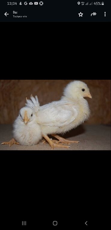 курица: Продаю | Цыплята | Леггорн | Для разведения, Несушки