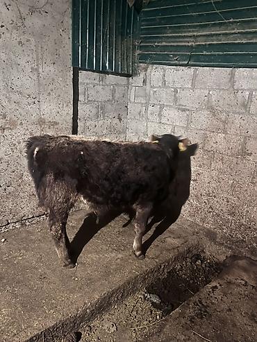 Коровы, быки: Продаю | Бык (самец) | На откорм | Привязанные — 3