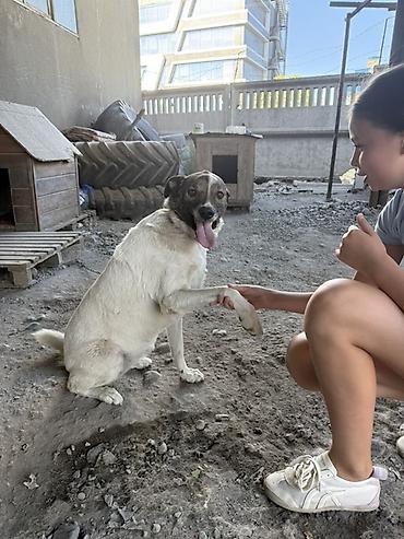 Собака даром: Дворняжка, 5 лет, Самка