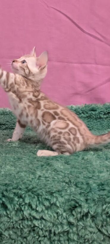 Продажа кошек: Бенгальская, 1 месяц, Девочка, Белый, Кастрирована, Приучена к лотку, Проглистована — 19