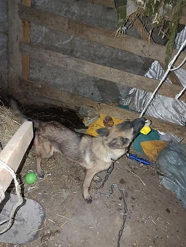 коротколапая кошка: Продам бельгийский овчарка собака девочка — 2