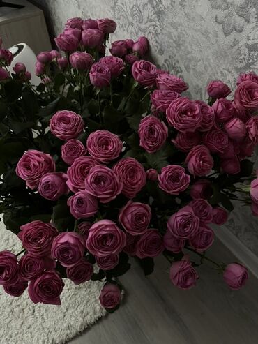 насос для повышения давления воды бишкек: Саженцы цветка: Розы, Самовывоз, Платная доставка