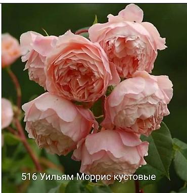 Rose saplings: Кустовые розы — сорта: - Э Шропшир Эд (№534): густомахровые — 24