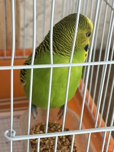 Qəfəslər: Dalğalı iki cüt tutuquşular tam dəst qəfəs və yuvalıq ile bir yerde — 6