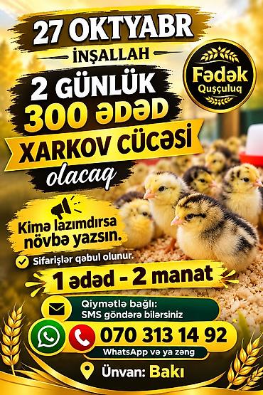 toy pudrl: Məhsul: Xarkov cücəsi Təsvir: - 27 oktyabr tarixində, 2 günlük 300 — 1