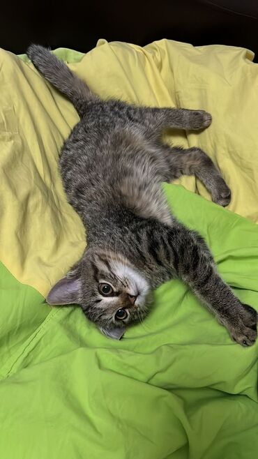 отдам кота в добрые руки: 2 месяца, Мальчик