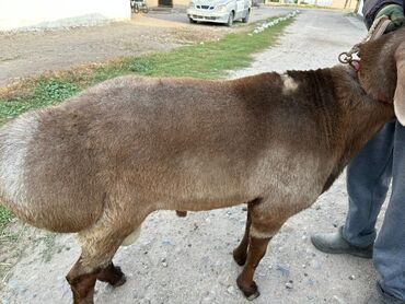 Бараны, овцы: Продаю | Баран (самец) | Полукровка | Для разведения | Осеменитель — 3