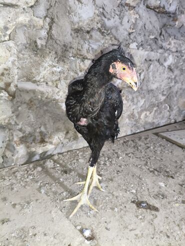 Cücələr: Toyuq cücələri, Damazlıq, Ünvandan götürmə — 12