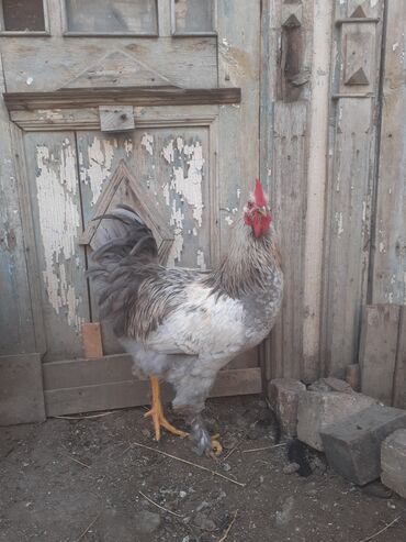 Xoruzlar: Xoruz 35 azn .ceki 2kg. 700 gr. 055 880 85 29 — 9