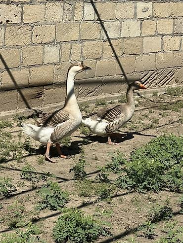 dişi qaz: Satılır: qazlar 2 yerli 1 quban qaz satılır 1 erkek, 2 kişi Yumurtayan — 6