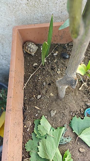 imisli yemi: Kiçik quru tısbağalar – ev heyvanı üçün ideal - Növ: quru tısbağa — 5
