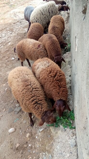 Quzu: Quzu, Erkək, Qala, ay: 6, Damazlıq, Ətlik, Ünvandan götürmə lalafo.az -da Quzu: Quzu, Erkək, Qala, ay: 6, Damazlıq, Ətlik, Ünvandan götürmə