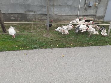 Hinduşka: Erkək, Ətlik, Ödənişli çatdırılma — 10