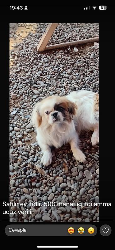 erkək quzu: Pekines, 7 ay, Erkək — 1