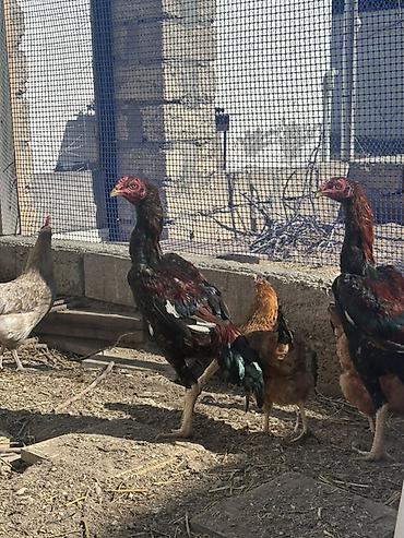 Xoruzlar: Xoruz, il: <1 — 11