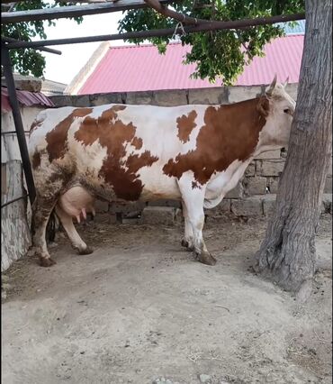 simental buzovlar: Dişi, Simental, il: 3, Südlük