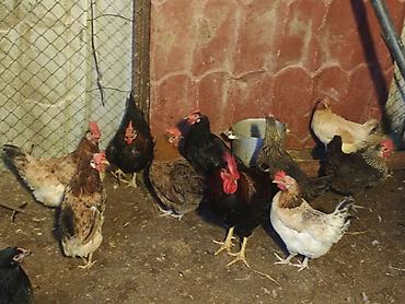 ucuz toyuq satisi: 🐔 YUMURTUYAN TOYUQLAR SATILIR! 🥚 10 ədəd yumurtuyan toyuqdur. Toyuqun — 1