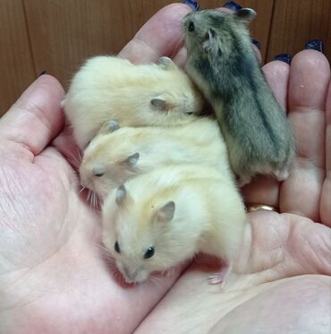 Хомяки: Продаются хомячки джунгарские, сирийские, ангорские пушистые хомячки — 10
