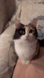 Pişiklər: Sekilleri cevirib baxin her biri ev pisiklerimdir pulsuz yaxsi baxana -da lalafo.az — 2 Pişiklər: Sekilleri cevirib baxin her biri ev pisiklerimdir pulsuz yaxsi baxana — 2