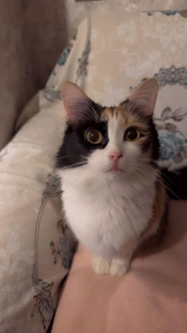 Pişiklər: Sekilleri cevirib baxin korpelikden mende evde boyuyen balalarim heer -da lalafo.az — 9 Pişiklər: Sekilleri cevirib baxin korpelikden mende evde boyuyen balalarim heer — 9