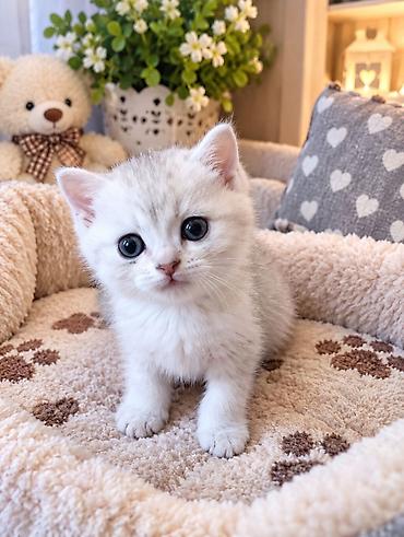 шотланские котята: Скотиш Страйт (Шотландская прямоухая), 1 месяц, Мальчик, Серебристая шиншилла, Приучена к лотку — 1