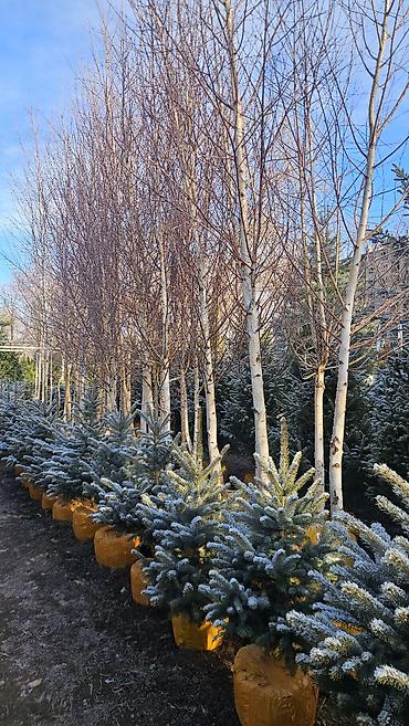 Берёза: Саженцы — 20