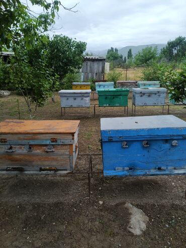 переноска для животных: Продам пчелосемьи.находится в орловке.звонить