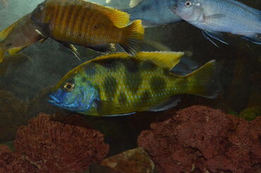 Рыбы: Цихлиды озера Малави: псевдотрофеус зебра, лабидохромис Еллоу, Голубой