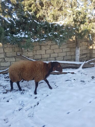 qurbanliq qoyun: Qoyunlar, qoçlar