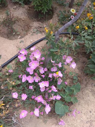 Toxumlar: Həyət gülleri. 90növ çesid var! — 6