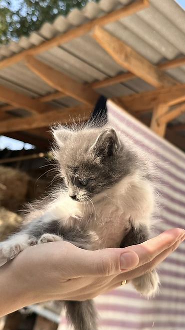 котята пародистые: Отдаются даром котята, возраст — 1,5 месяца. Описание: - Окрас — 5