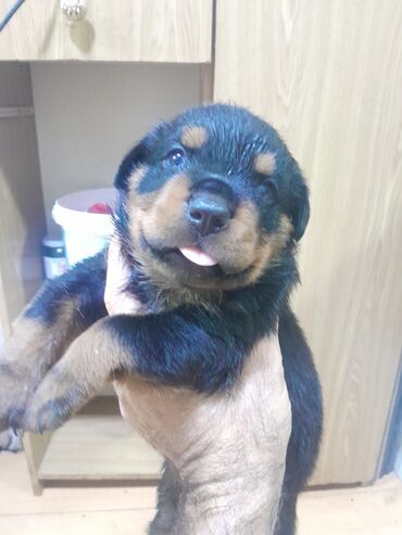 Tavalar: Rotveyler, 1 ay, Erkek, Sənədli, Ünvandan götürmə