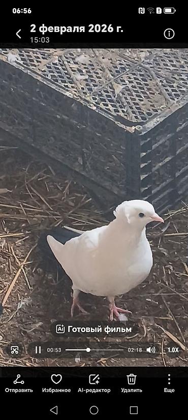 Göyərçinlər: Məhsul:Salam damazlıq sağlam bala verən quslarimdir, erkey oynaq göy — 10