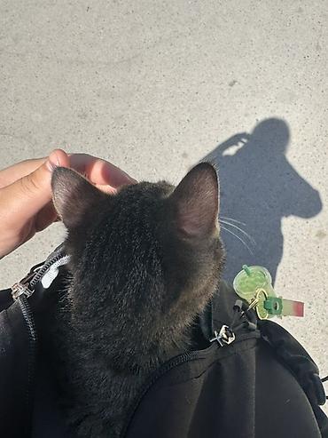 кот шотландская шиншилла: Котёнок ачи, короткошёрстный. отдам в хорошие руки. Малыш с красивым — 3