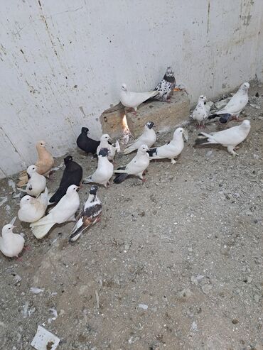 Göyərçinlər: Salam. goyercinler kom 6 manat tek tek 8 manat. goyercinle Bakının — 7