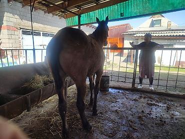 Лошади, кони: Продаю | Кобыла (самка) — 4