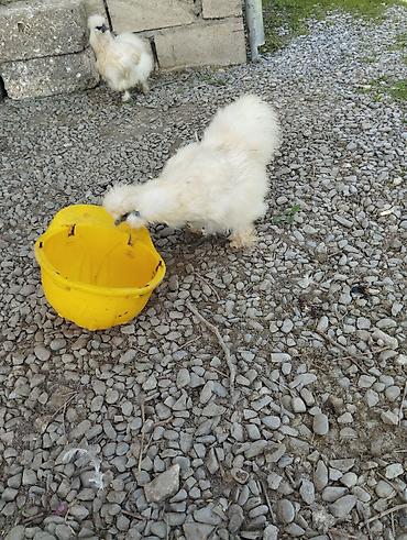 Toyuqlar: Toyuq, Damazlıq, Ünvandan götürmə — 6