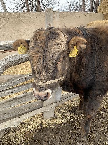 Коровы, быки: Продаю | Бык (самец), Музоо, торпок | Ангус, Абердин-ангус | На откорм, На забой — 12