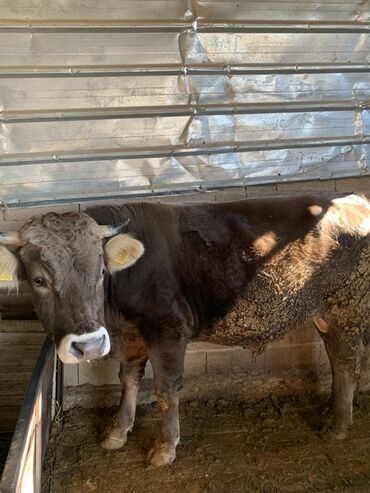 продажа скота: Продаю | Бык (самец) | Швицкая | На откорм