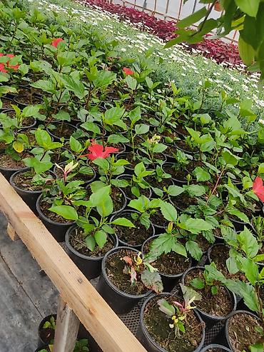 Digər bitkilər: Saksıda dekorativ çiçəkli bitkilər - Növ: Euphorbia milii (Tac-ı — 8