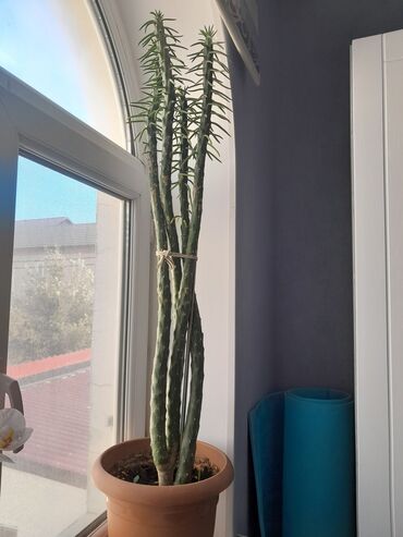 Otaq bitkiləri: Kaktus torfa əkilib