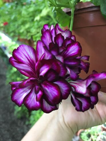 Другие комнатные растения: Пеларгония (плющелистная) — 14