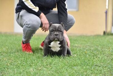Psi: Dostupni stenci american bully Starosti 4 meseca Primili sve vakcine — 2