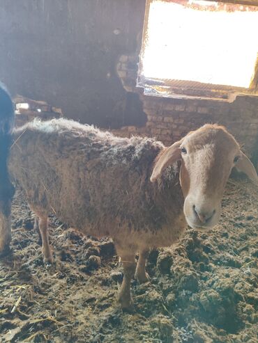 Бараны, овцы: Продаю | Овца (самка) | Для разведения | Матка — 1